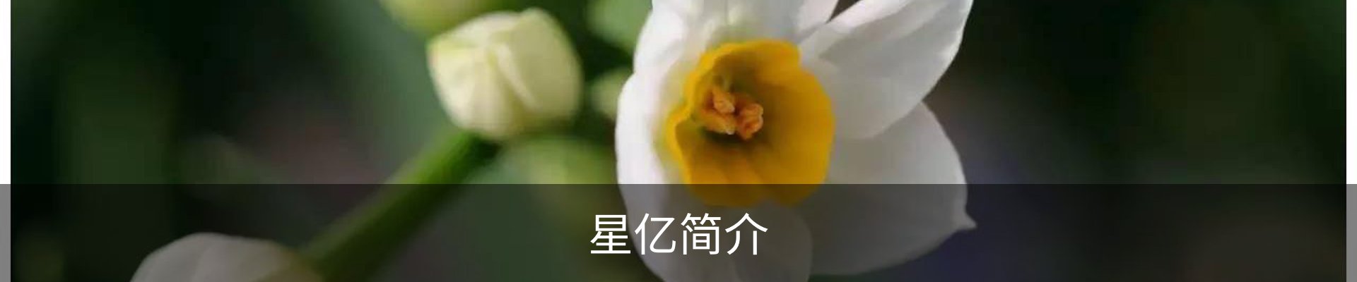星亿简介